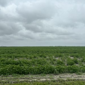 JE Farms East