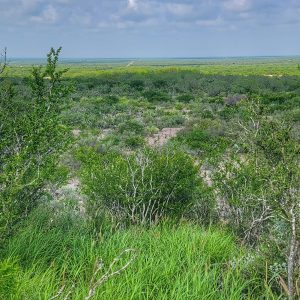 Zapata County Hunting Ranch